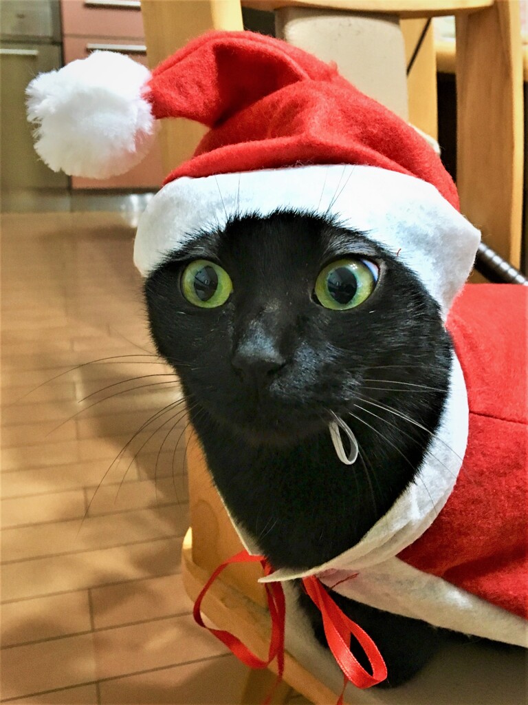 サンタが家にやってきた！！！
