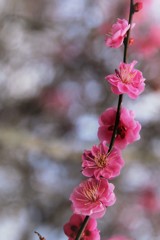 春が来た♪