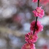 春が来た♪