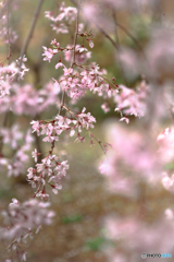 散る花弁は玉ボケとなり ♪