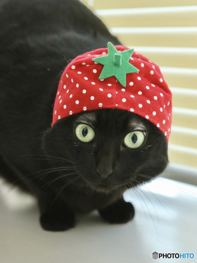今日はニャンの日？？？