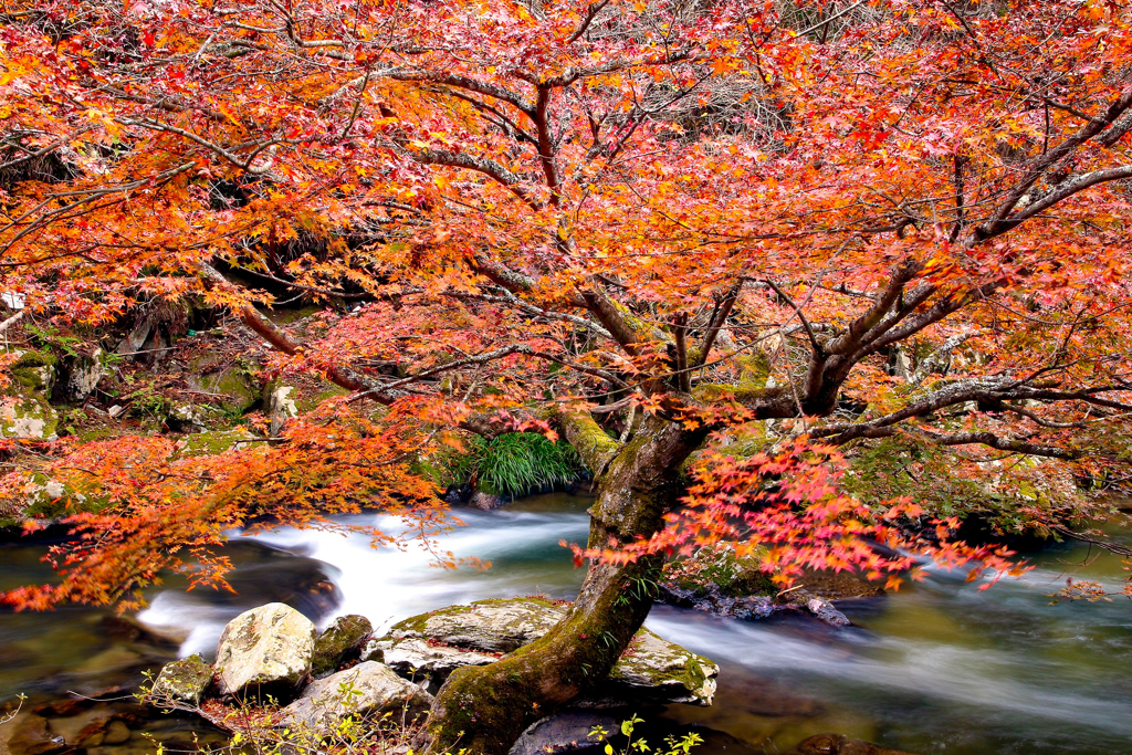 鮫川村の紅葉
