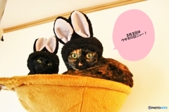 ３月３日はウサギの日～!(^^)!
