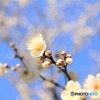 ハイキー仕上げの梅さんです (*^^*)