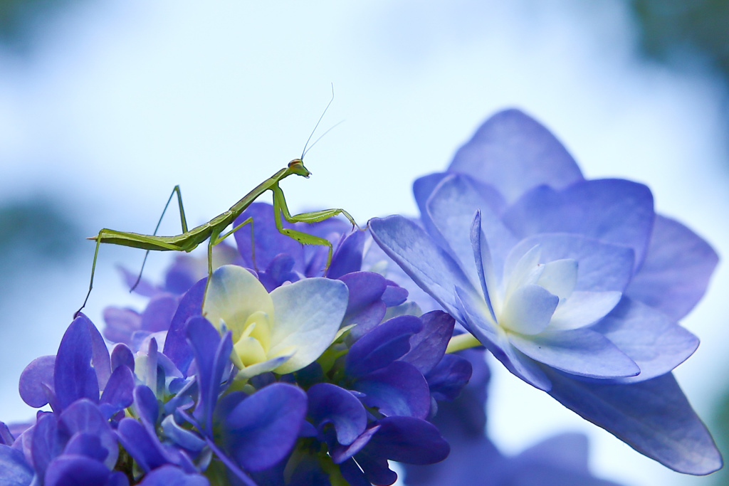 小さなカマキリ 其の二 ♪