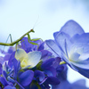 小さなカマキリ 其の二 ♪