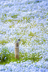 春っていいなぁ～♪