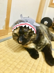 シャビちゃんサメにガブられ倒れる！((+_+))