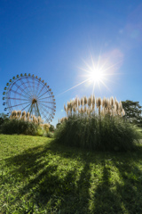 パンパスグラスと秋の空