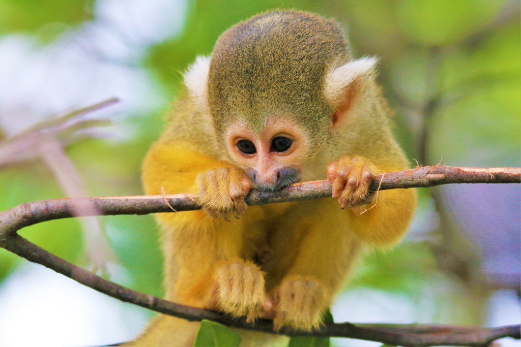 カミカミ赤ちゃん