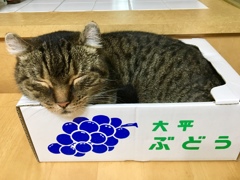 そらちゃん、お気にベットで爆睡中〜♪