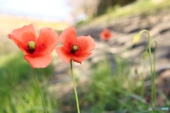 土っ手のした、ひんなげしの花で～ ♬(^^♪