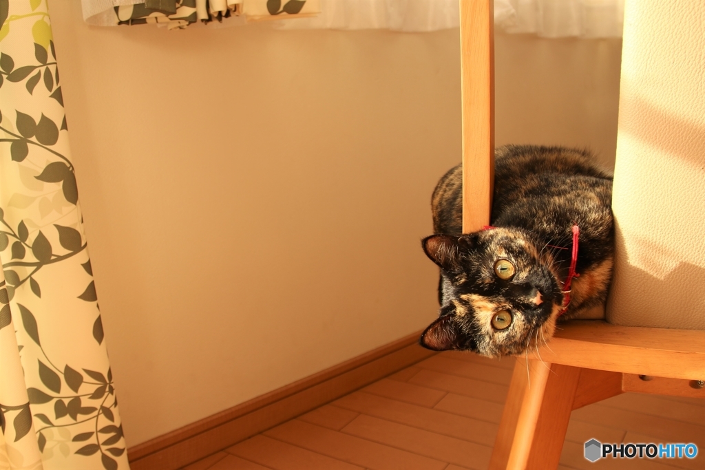 シャビちゃん特等席で、ま・よ・こ　(*'ω'*)