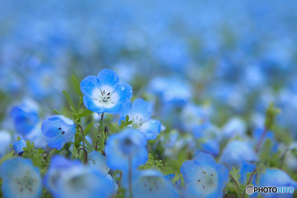春の雨をまとう 其の二♪
