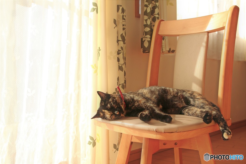 シャビちゃん朝日の特等席で爆睡！(''ω'')ノ