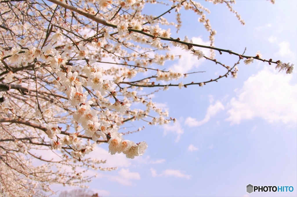 白梅さん青空に横伸び～(^^♪