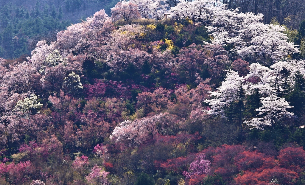 FUKUSHIMA 春真っ盛り♪