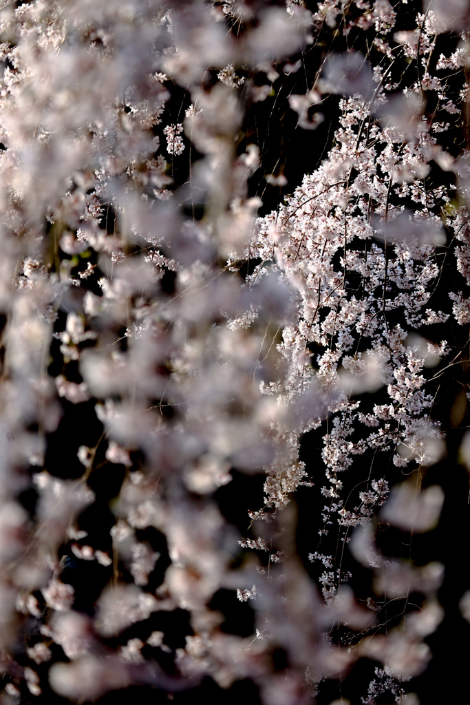 桜、雪のように ♪