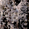 桜、雪のように ♪