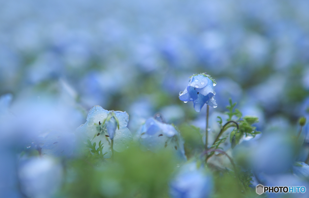 春の雨をまとう ♪