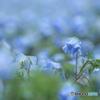 春の雨をまとう ♪