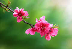 桃の花咲く♪