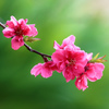 桃の花咲く♪