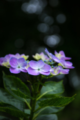 紫陽花 ♪