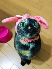 ３月３日は耳の日ニャン！=^_^=