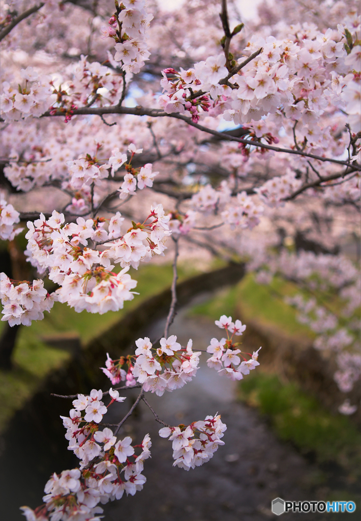 春の小川 ♪