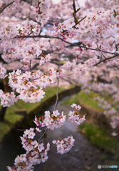 春の小川 ♪