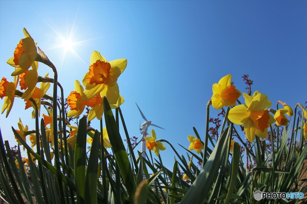 いわきの春　其の二　('ω')