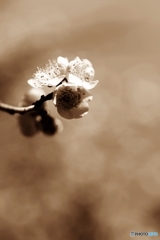 Sepia colored plum blossoms