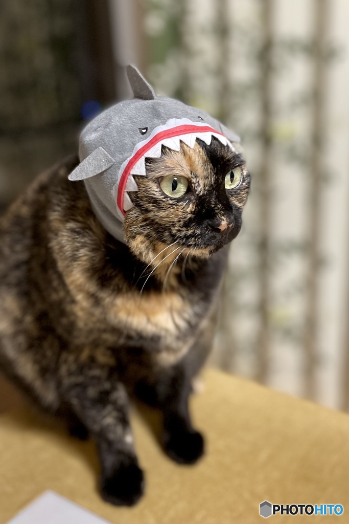 サメ出没！！
