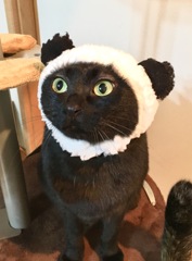 我が家のシャンシャン (*･ω･)ﾉ