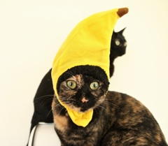 完熟バナナ～～(''ω'')ノ
