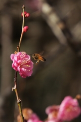 香りに誘われて