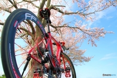 ロードバイクでお花見～其の二(^^♪