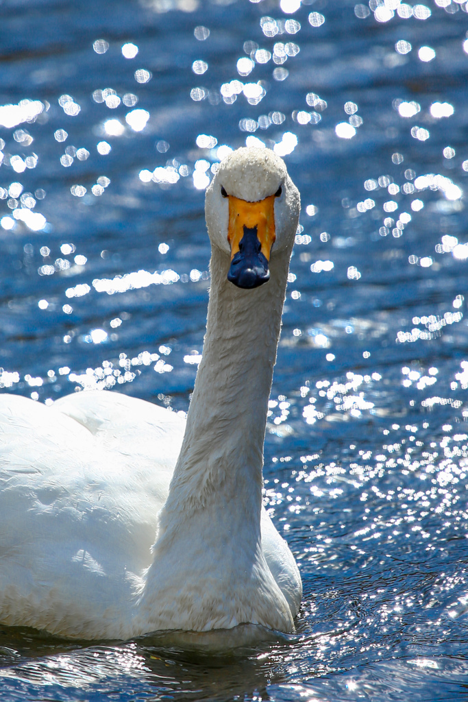 Swan Portrait♪
