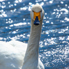 Swan Portrait♪