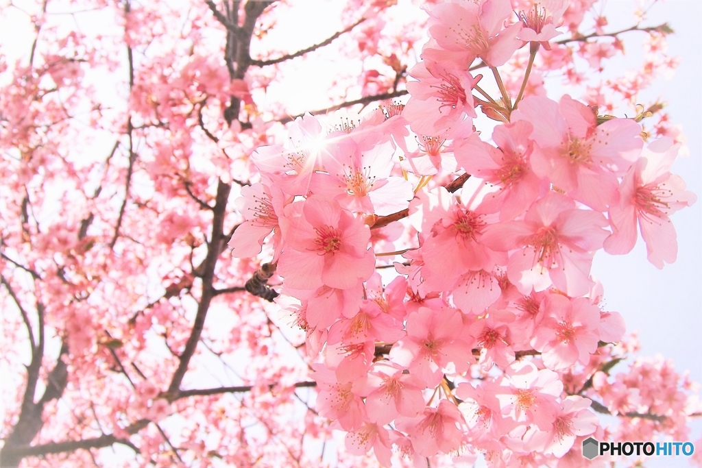 春満開(^^♪河津桜さん(*´▽｀*)