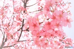 春満開(^^♪河津桜さん(*´▽｀*)