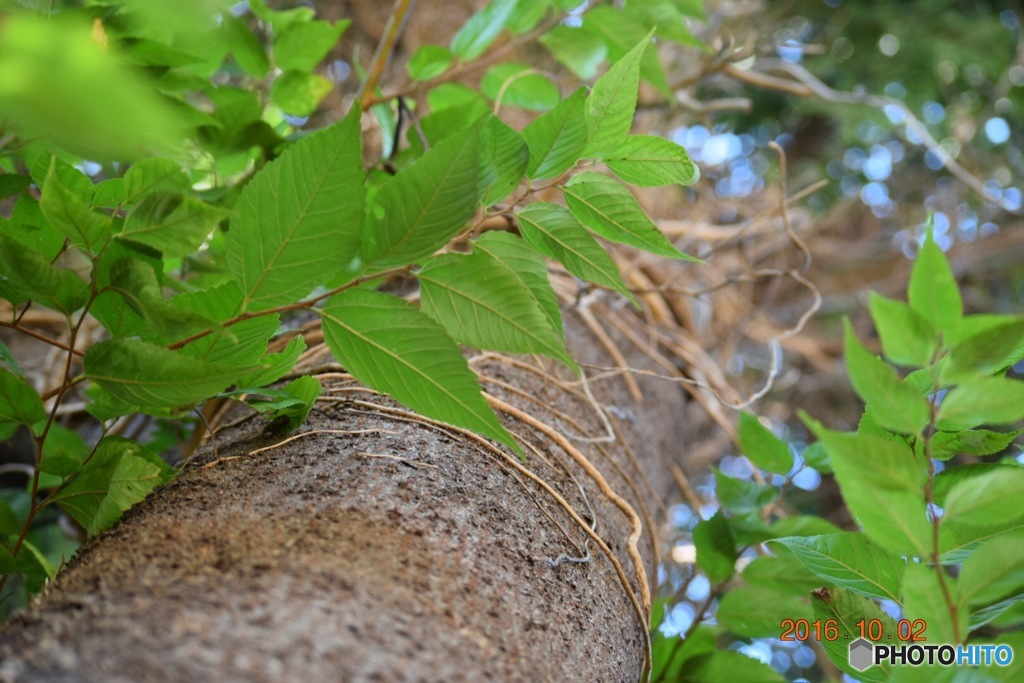 樹木の力