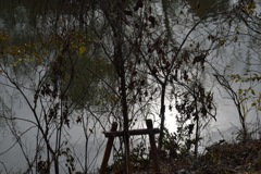 木々