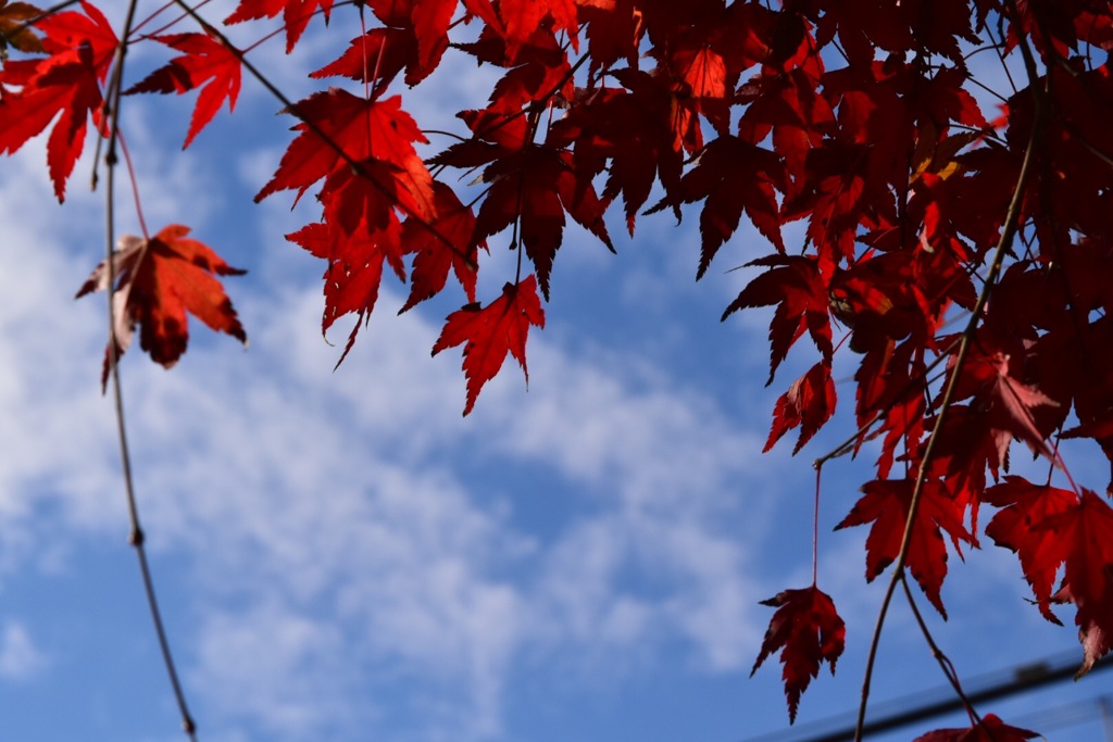 空と紅葉