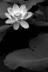lotus