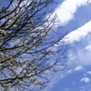 5月　軽井沢の空
