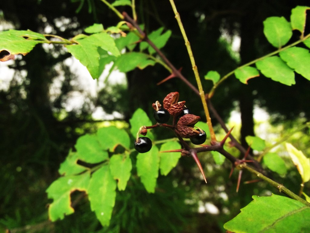 秋深し　山椒の実