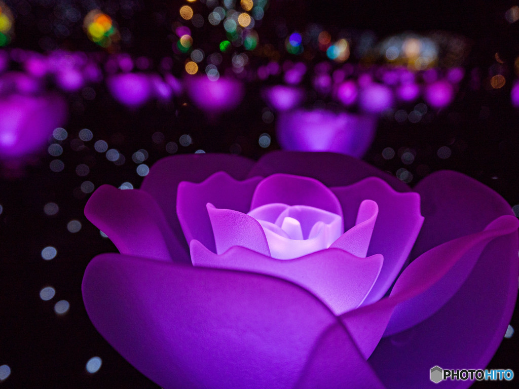 お花