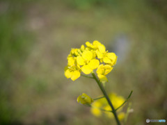 菜の花